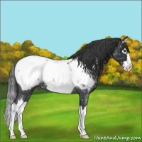 Horse Color:Blue Roan Splash Snowcap 