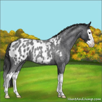 Horse Color:Blue Roan Splash Appaloosa 