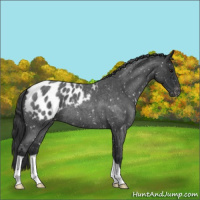 Horse Color:Blue Roan Appaloosa 