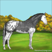 Horse Color:Blue Roan Splash Snowflake Varnish