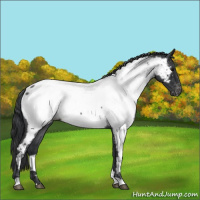 Horse Color:Blue Roan Near Fewspot 