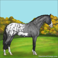 Horse Color:Blue Roan Frame Appaloosa 