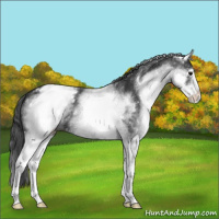Horse Color:White Spotted Blue Roan Appaloosa 