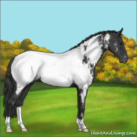 Horse Color:Black Appaloosa 