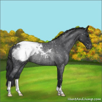 Horse Color:Blue Roan Appaloosa Rabicano