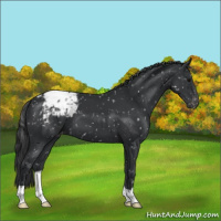 Horse Color:Black Appaloosa 