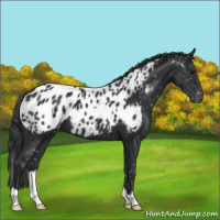 Horse Color:Black Appaloosa