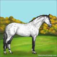 Horse Color:Blue Roan Near Leopard 