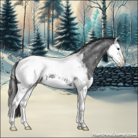 Horse Color:Blue Roan Splash Appaloosa 