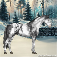 Horse Color:White Spotted Black Blanket 