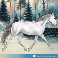Horse Color:Black Splash Appaloosa 