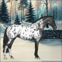Horse Color:Blue Roan Near Leopard 