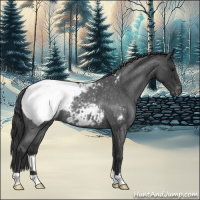 Horse Color:Blue Roan Appaloosa 