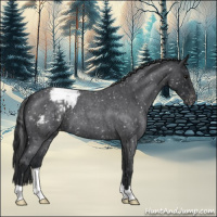 Horse Color:Blue Roan Appaloosa 