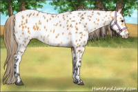 Horse Color:Buckskin Frame Appaloosa 