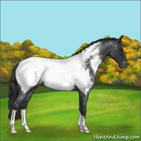 Horse Color:Blue Roan Snowcap