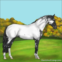 Horse Color:White Spotted Blue Roan Appaloosa 
