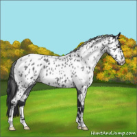 Horse Color:White Spotted Blue Roan Appaloosa 