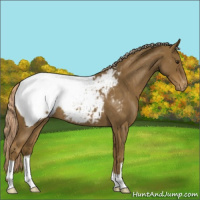 Horse Color:Chocolate Palomino Roan Appaloosa 