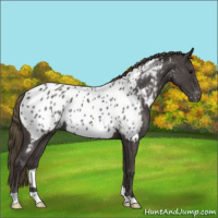 Horse Color:Smoky Blue Roan Appaloosa 