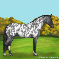 Horse Color:Blue Roan Appaloosa 