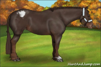 Horse Color:Liver Chestnut Varnish 