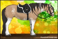 Horse Color:White Spotted Bay Dun 