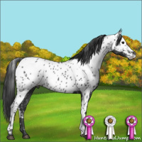 Horse Color:Blue Roan Appaloosa