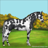 Horse Color:Black Splash Tobiano