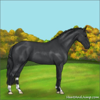 Horse Color:Blue Roan 