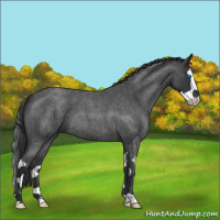 Horse Color:Blue Roan Splash 