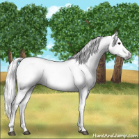 Horse Color:Gray Grullo Tobiano