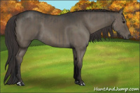 Horse Color:Grullo  and Smoky Grullo 
