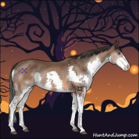 Horse Color:Bay Splash 