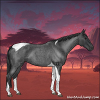 Horse Color:Blue Roan Tobiano