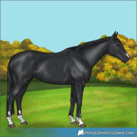 Horse Color:Black 