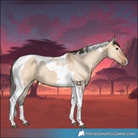 Horse Color:Bay Dun Tobiano 