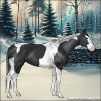 Horse Color:Black Splash Tobiano 