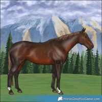 Horse Color:Liver Chestnut 
