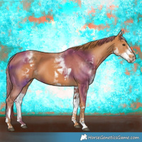 Horse Color:White Spotted Chestnut Tobiano