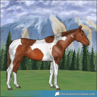 Horse Color:Chestnut Tobiano 