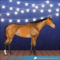 Horse Color:Gray Buckskin 