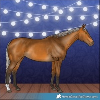 Horse Color:Gray Silver Buckskin 