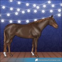 Horse Color:Gray Chestnut