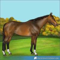 Horse Color:Gray Buckskin 