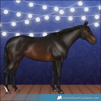 Horse Color:Gray Bay 