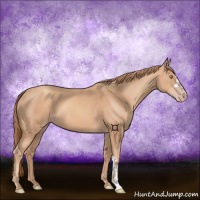 Horse Color:Gold Champagne 