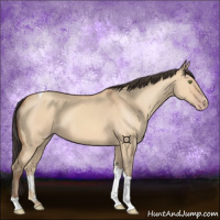Horse Color:Amber Champagne Dun Tobiano 