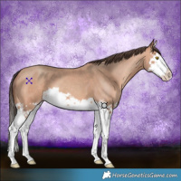 Horse Color:Amber Champagne Splash 