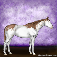 Horse Color:Red Roan Splash Rabicano 